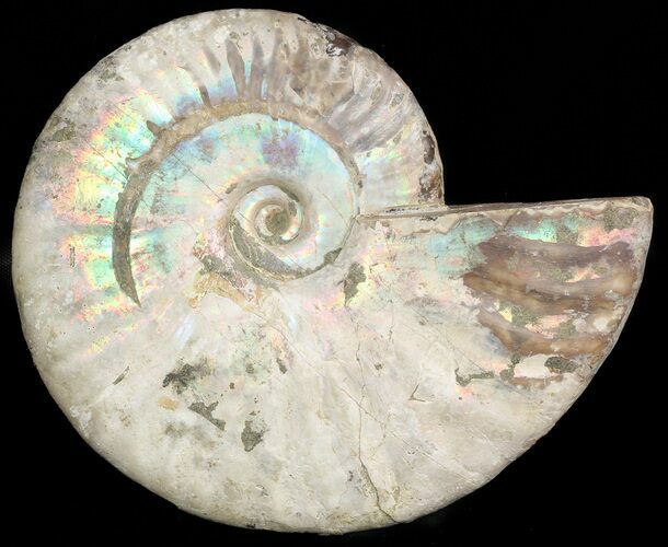 Silver Iridescent Ammonite - Madagascar #47491
